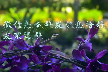 微信怎么群发消息给好友不建群