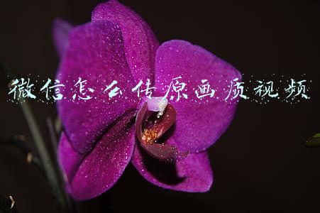 微信怎么传原画质视频