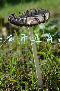 抖音怎么开通商品橱窗