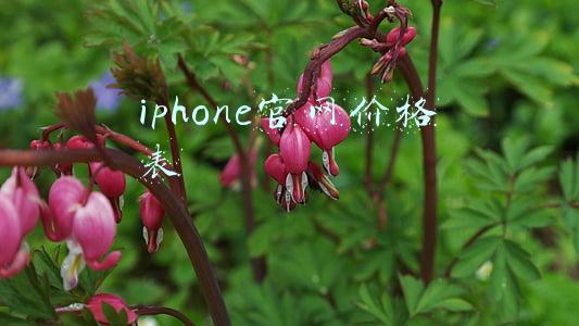 iphone11(合理分析：发布已久的iPhone 11还值得入手吗？)