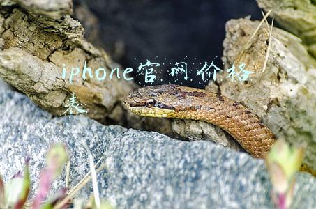 iphone官网价格表