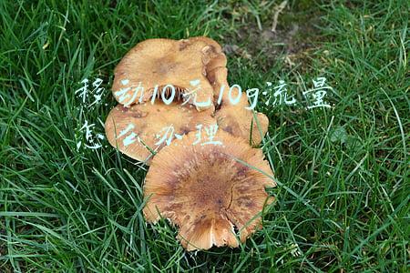 移动10元10g流量怎么办理