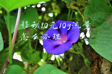 移动10元10g流量怎么办理