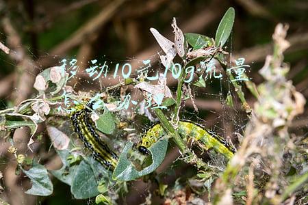移动10元10g流量怎么办理
