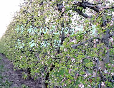 移动10元10g流量怎么办理