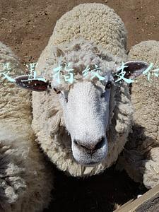 微信设置指纹支付怎么设置
