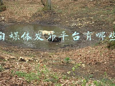 自媒体发布平台有哪些