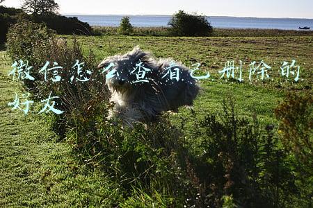 微信怎么查看已删除的好友