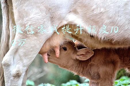 微信零钱提升额度100万苹果手机(早高FENG：库克关于中国市场iPhone需求的言论竟被起诉/情人节微信可以发520红包)