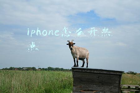 iphone怎么开热点