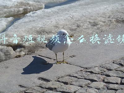 抖音视频滤镜怎么调色教程(抖音最近超火超仙网红滤镜怎么弄 现在很火VSCO调色分享)