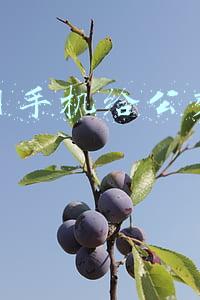 如何用手机给公交卡充值