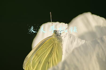 麦麦手机铺