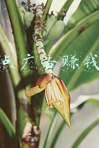 点广告赚钱