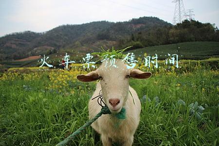 火车票预售时间