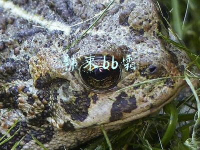 韩束bb霜