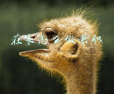 在家怎么做兼职