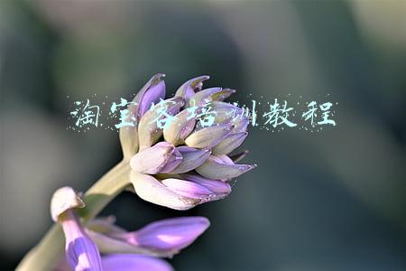 淘宝客培训教程