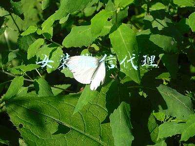 女装代理微信名大全(这些侵权情况你碰到过吗？中消协发布2020—2021年度十大典型案例→)