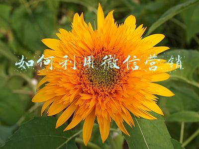 如何利用微信营销