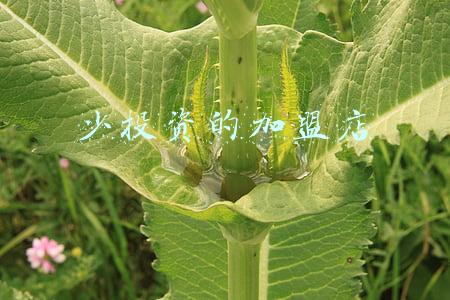投资加盟连锁店(孙洪鹤：实体创业者投资加盟连锁店如何成功？)
