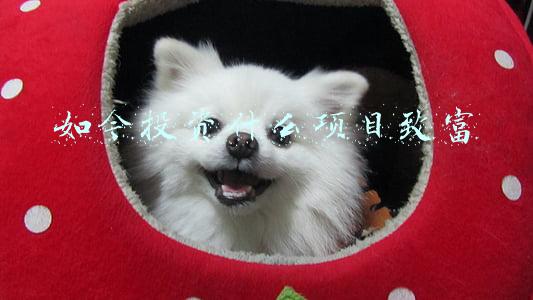 如今投资什么项目致富
