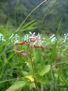 芝麻信用怎么关闭