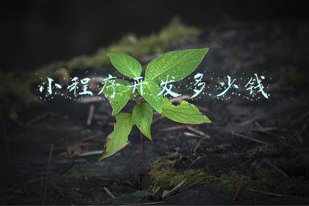 小程序开发多少钱