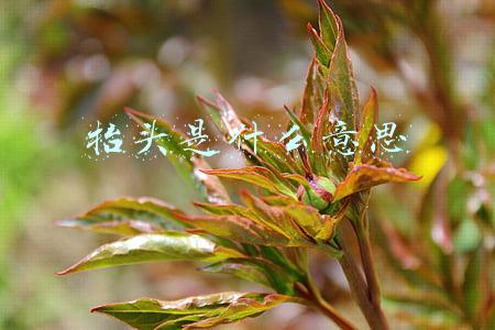 抬头是什么意思
