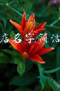 女装店名字简洁大气