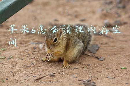 苹果6怎么清理内存空间