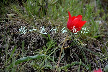 抖音直播榜一是什么意思(干货分享——抖音直播运营方案)