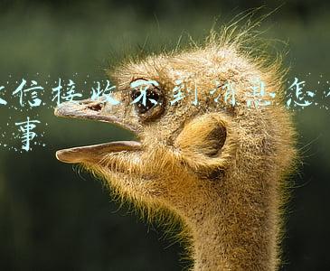 微信接收不到消息怎么回事(电脑版微信开启“语音消息自动转成文字”功能，方便我们的使用)