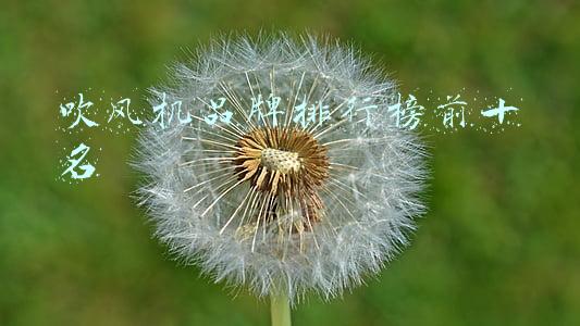 吹风机品牌排行榜前十名