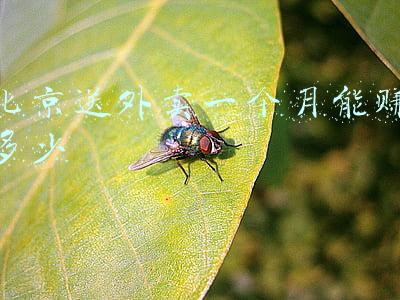 北京送外卖一个月能赚多少