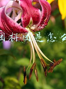 美团拼团是怎么拼