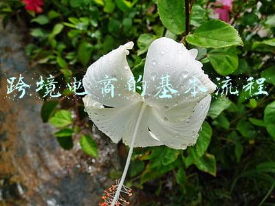 跨境电商的基本流程