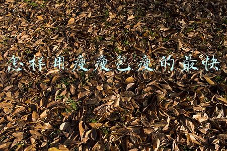 瘦瘦包减肥法(塑身衣，甩脂机，瘦瘦包的减肥效果好吗？看完这篇让你省钱了！)