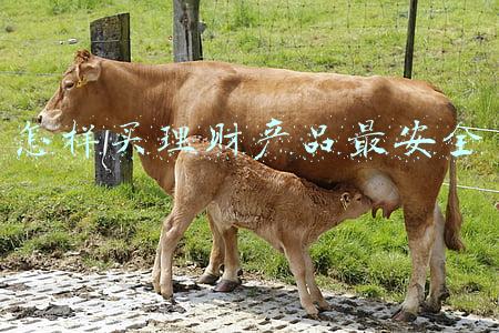 理财产品怎么买最合适(年终奖到手了？理财产品火热销售中：两类主流产品如何选？)