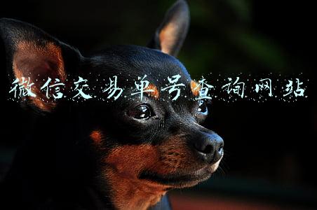 微信交易单号查询网站