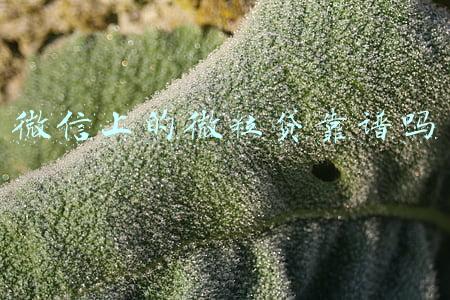 微信上的微粒贷靠谱吗