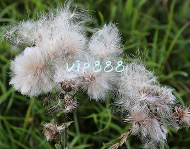 VIP888兑换码(零界之痕兑换码有哪些 零界之痕公测兑换码一览)