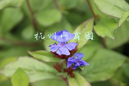 杭州网商园