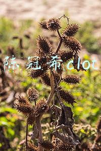 陈冠希clot