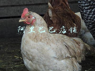 阿里巴巴店铺