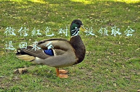微信红包对方没领取会退回来么