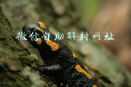 微信自助解封网址