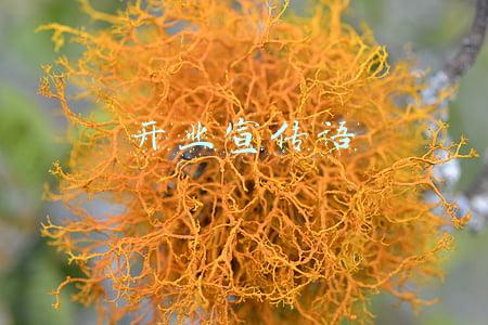 新店开业宣传语(冬日庆典，新店开业！热烈祝贺六大茶山包头店开业大吉)