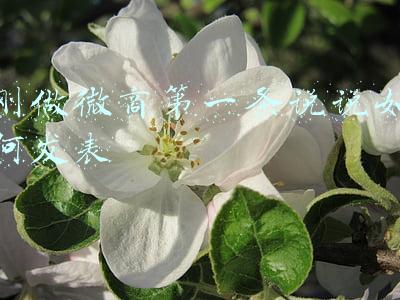 刚做微商第一条说说如何发表