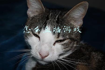 怎么直播游戏画面(斗鱼怎么用？斗鱼直播画面屏幕如何截取？)